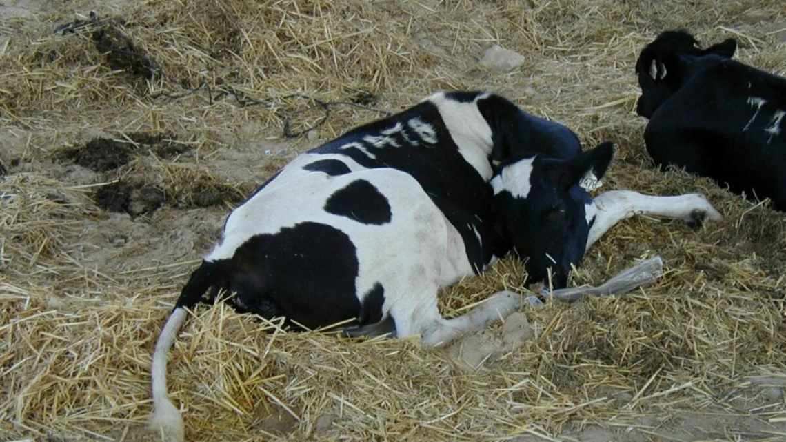 Как лечить кетоз у коров