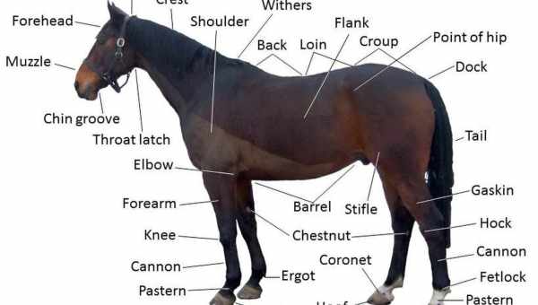 Вес лошади: средние показатели, особенности измерения