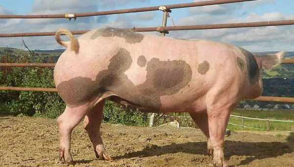Описание свиней породы Пьетрен