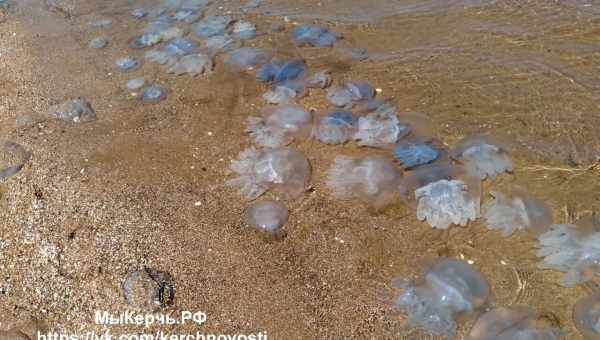 Во Флориде нашествие ядовитых медуз