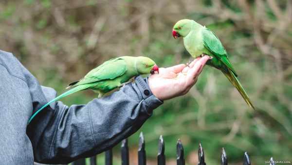Экзотические попугаи заселили Лондон