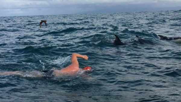 Загадочные случаи, когда дельфины спасали людей от акул