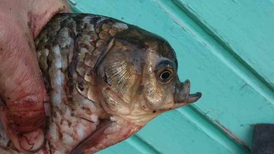 Огромную оранжевую рыбу-мутанта поймали в американском озере