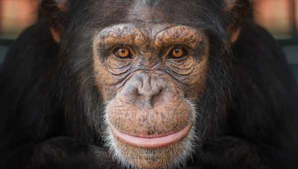 Шимпанзе научился использовать iPhone как человек