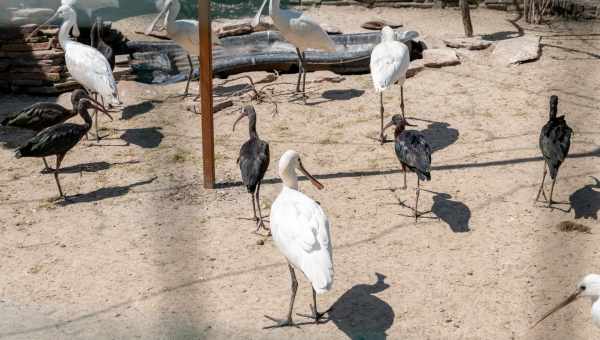 Пафосский парк птиц и животных