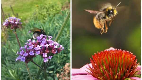 Квіти медоноси для бджіл фото