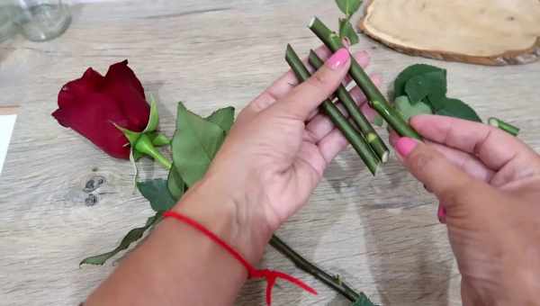 Як правильно обрізати китайську троянду кімнатну