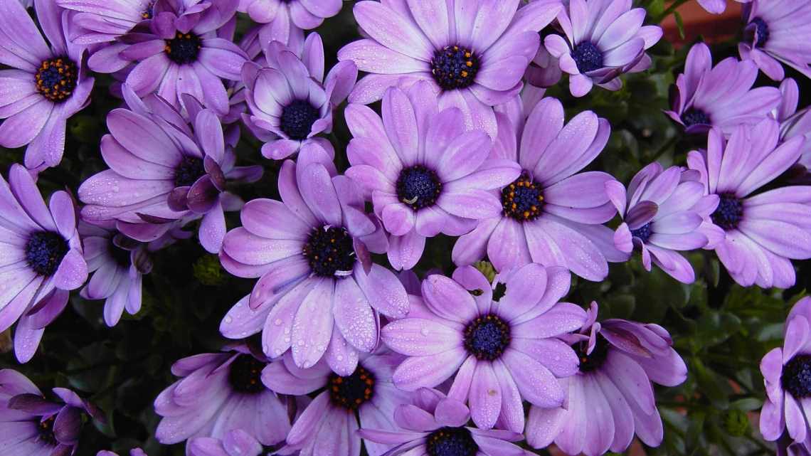 Квіти фіолетового кольору назви і фото